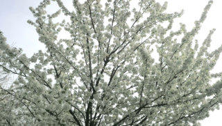 Tree blossom stock footage