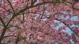 Tree blossom stock footage