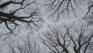 Bare tree stock footage