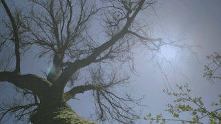 Bare tree stock footage