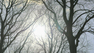 Bare tree stock footage