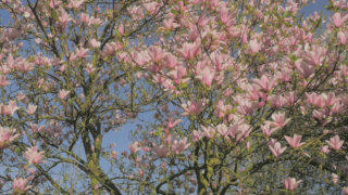 Magnolia tree stock footage