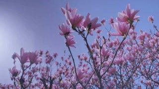 Magnolia tree stock footage