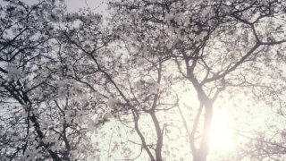 Magnolia tree stock footage