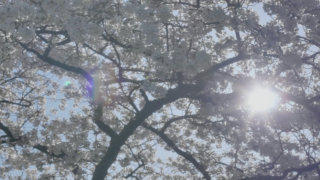 Tree blossom stock footage