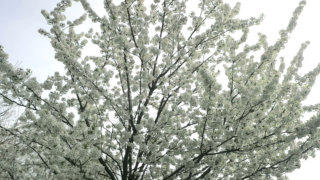 Tree blossom stock footage