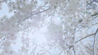 Tree blossom stock footage