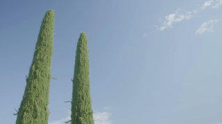 Tuscany cypress tree stock footage