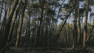 Forest Woods stock footage