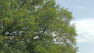 Green summer tree stock footage