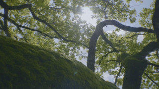 Green summer tree stock footage