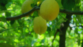 Lemon tree stock footage