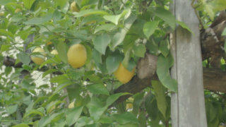 Lemon tree stock footage