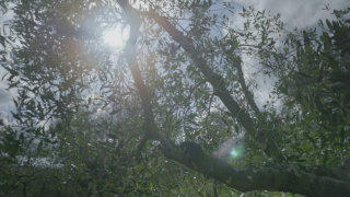 Olive tree stock footage