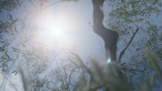 Olive tree stock footage