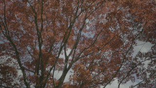 Red Maple tree stock footage