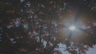 Red Maple tree stock footage