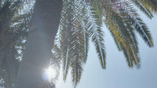 Palm tree stock footage