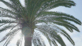 Palm tree stock footage