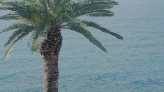 Palm tree stock footage