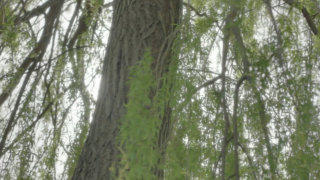 Willow tree stock footage