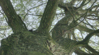 Willow tree stock footage