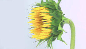 Sunflower stock footage