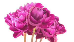 Peony flower stock footage