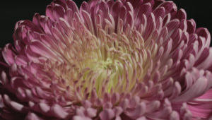 Chrysant flower stock footage