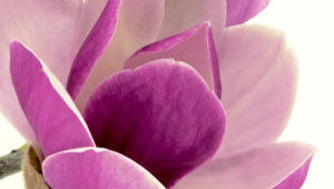 Magnolia flower stock footage