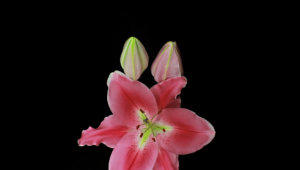 Lily flower stock footage