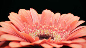 Gerbera flower stock footage