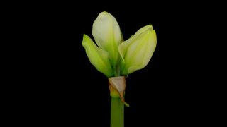 Amaryllis flower stock footage