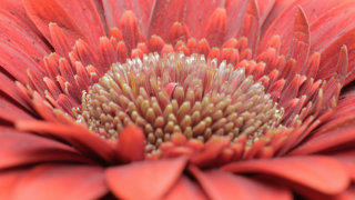 Gerbera flower stock footage