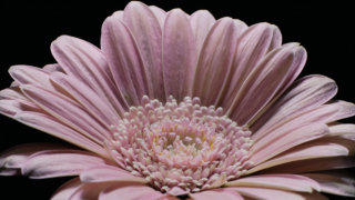 Gerbera flower stock footage