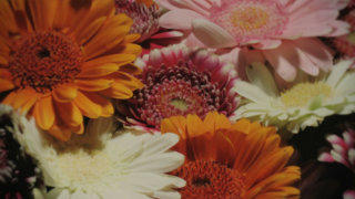 Gerbera flower stock footage