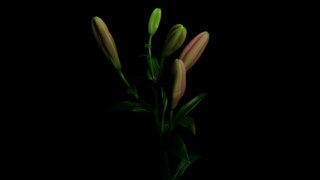 Lily flower stock footage