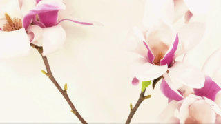 Magnolia flower stock footage