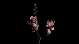 Magnolia flower stock footage