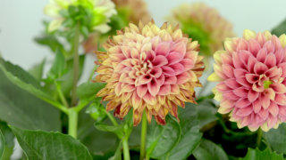 Dahlia flower stock footage