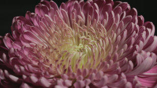 Chrysant flower stock footage