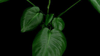 Elephant Ear plant stock footage