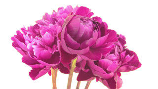 Peony flower stock footage