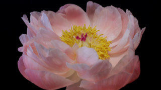 Peony flower stock footage