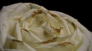 White rose stock footage