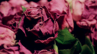 Pink rose bouquet stock footage