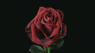 Red rose stock footage