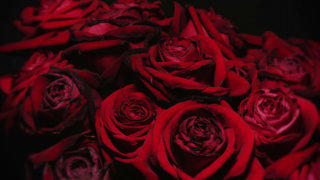 Valentines Day rose roses bouquet stock footage