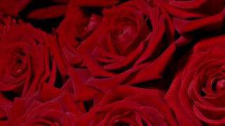 Valentines Day rose roses bouquet stock footage