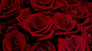 Valentines Day rose roses bouquet stock footage